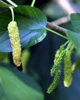 MORUS APRICOT SHAHTOOT
